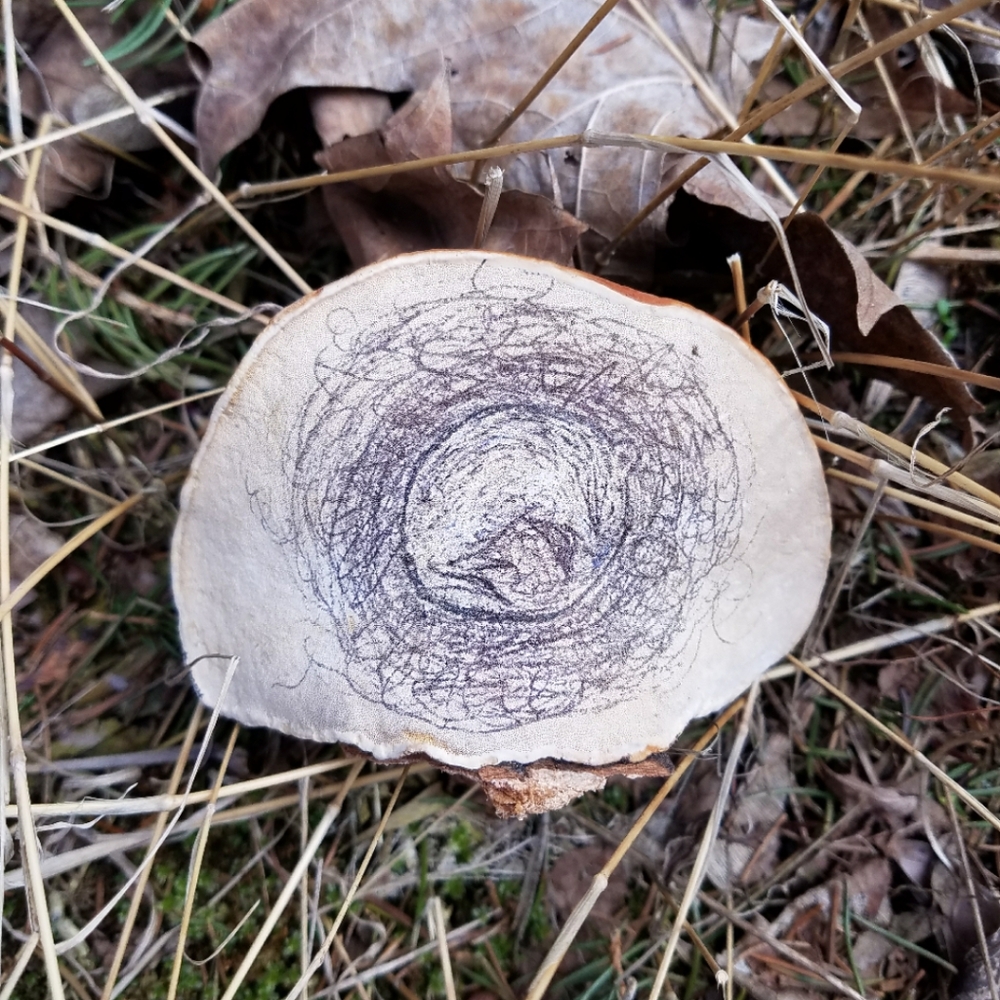 A Mouse's Winter Sleep - Hand Drawn On Bracket Fungus